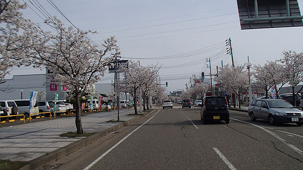上越市市街の桜